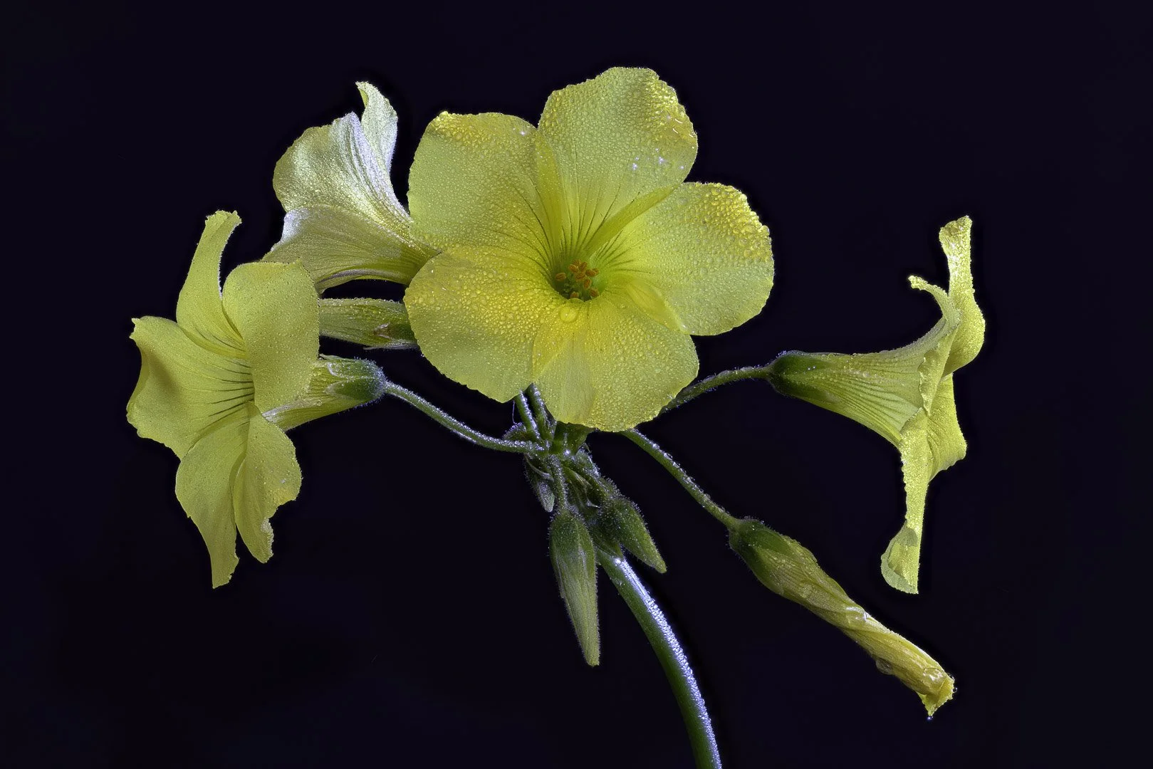 josephbphotography-the-invisible-life-flowers-bermuda-buttercup.jpg