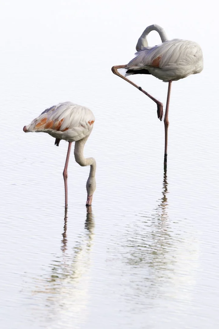 Two Flamingos - Framed Fine Art Print