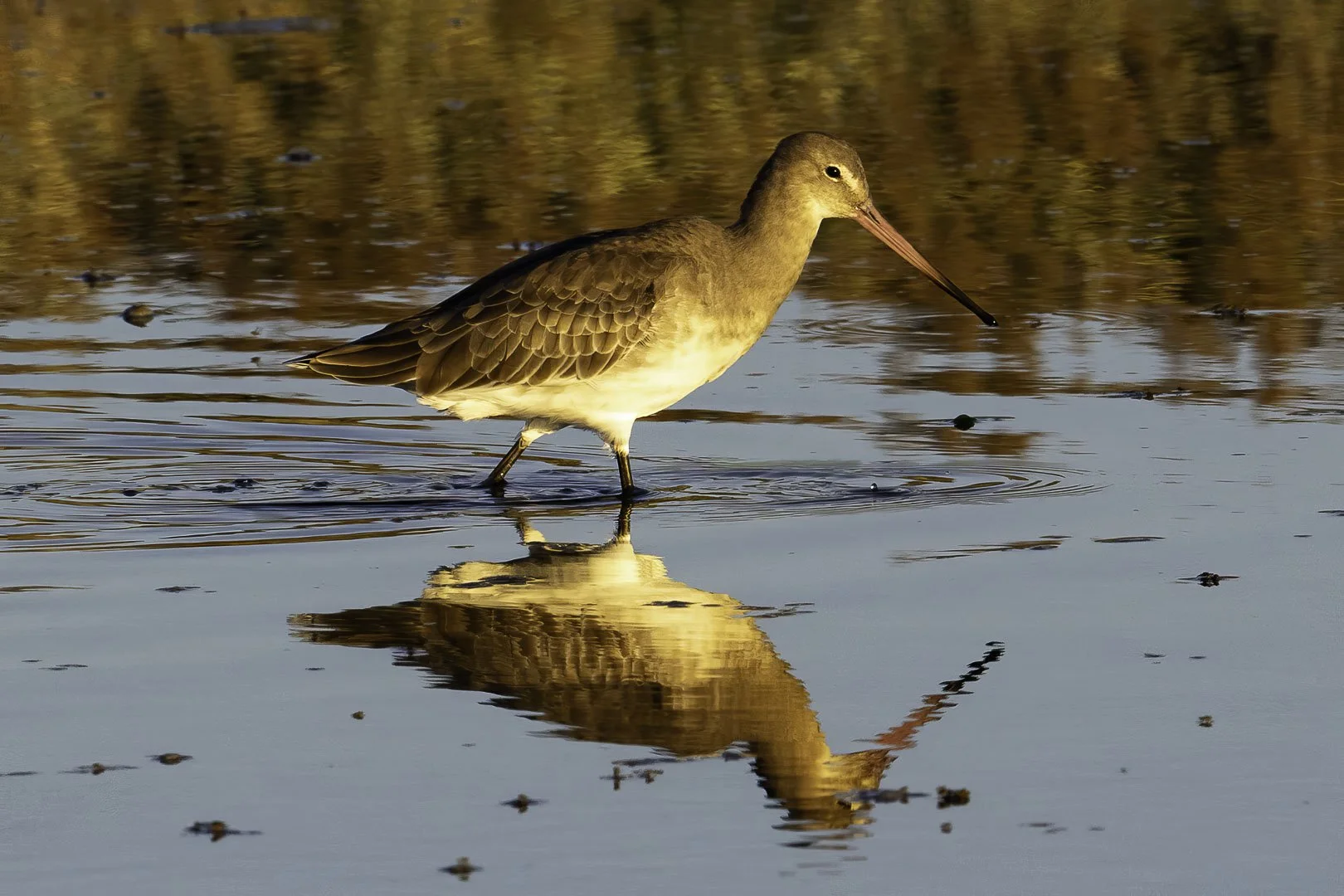Black-tailed Godwit — Reflection