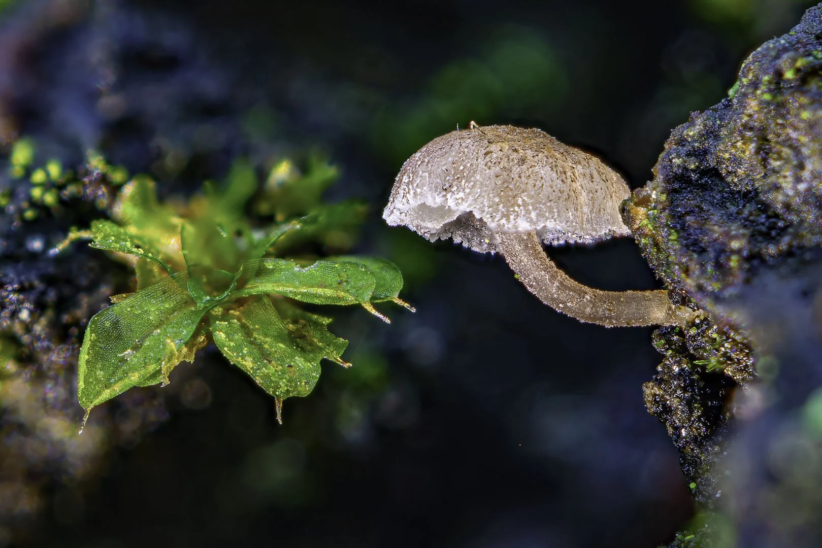 Woodland Mushroom – A Fragile Silhouette Among Forest Textures