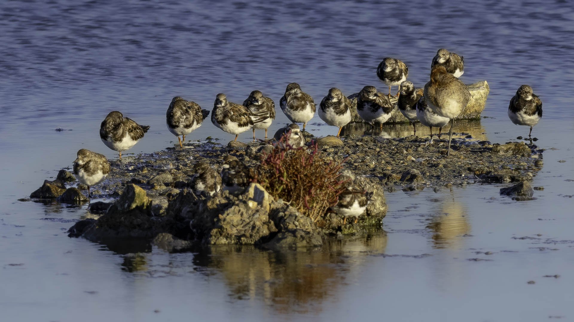 Ruddy Turnstones — Island Gathering