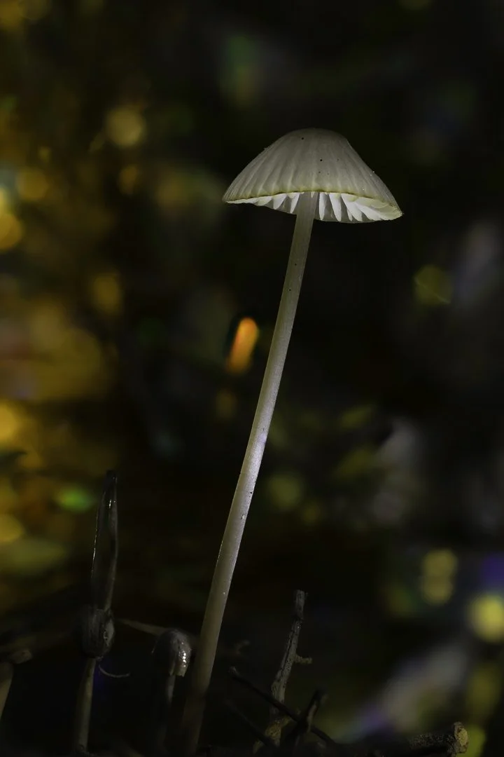 Mycena Mushroom – Delicate White Gills Among Emerald Moss
