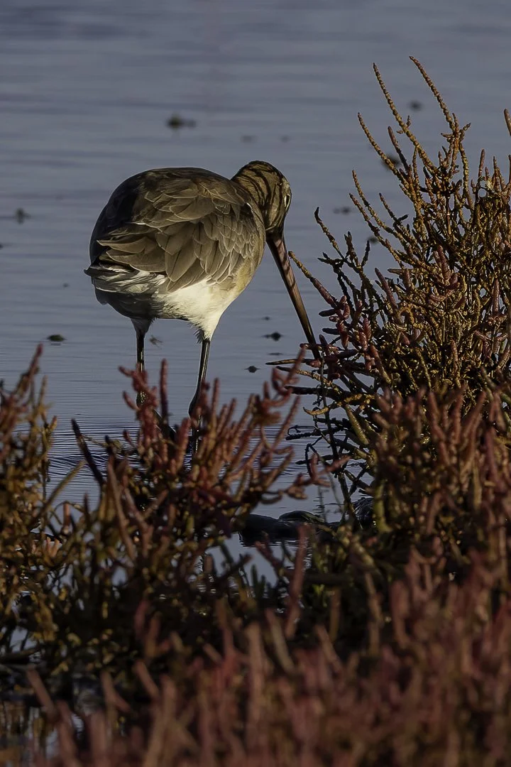 Black-tailed Godwit — Marshland