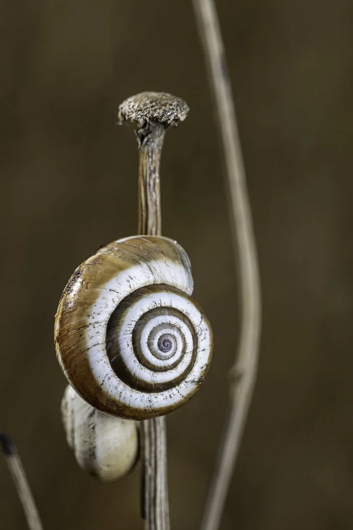 josephbphotography-the-invisible-life-textures-white-snail 1.jpg