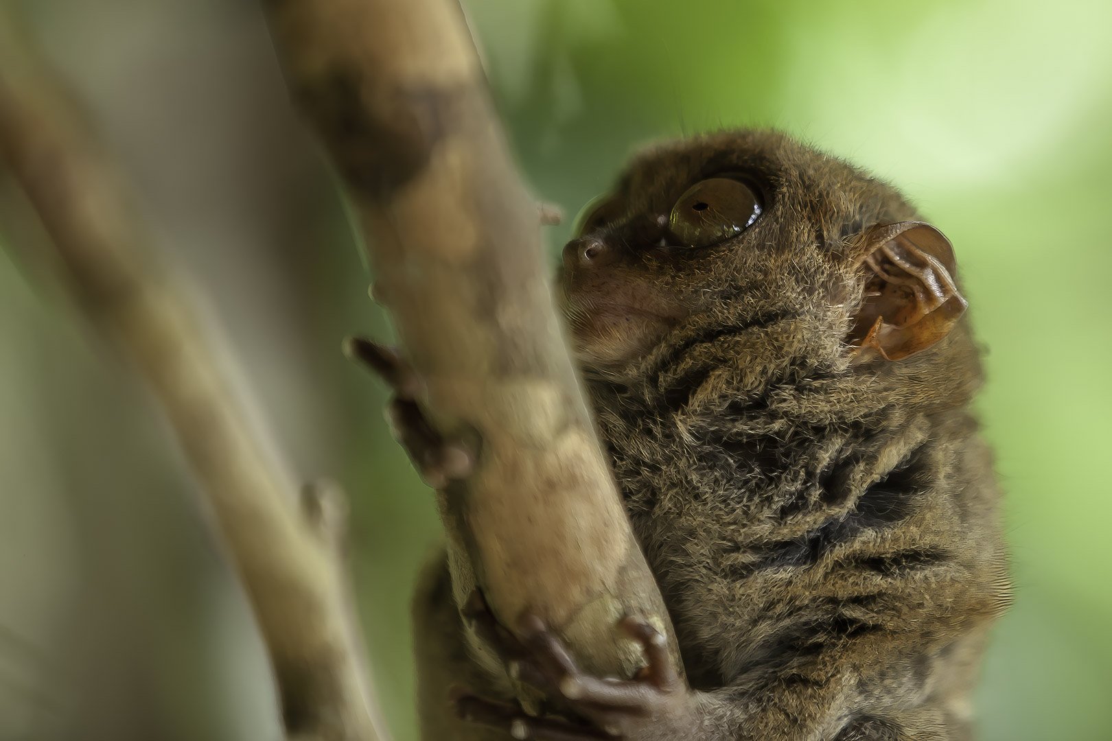 josephbphotography-fragile-lives-philippines-bohol-calibeo-island-tarsier.jpg