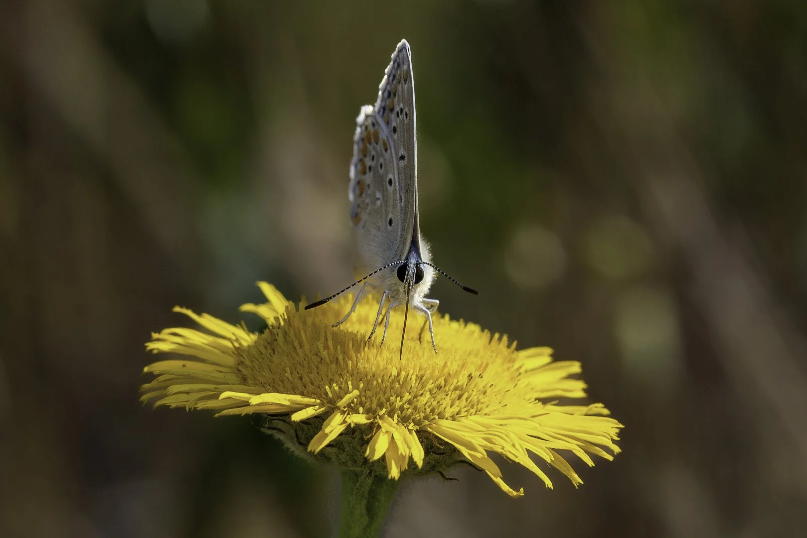 josephbphotography-the-invisible-life-insects-butterflies-common-blue 2.jpg