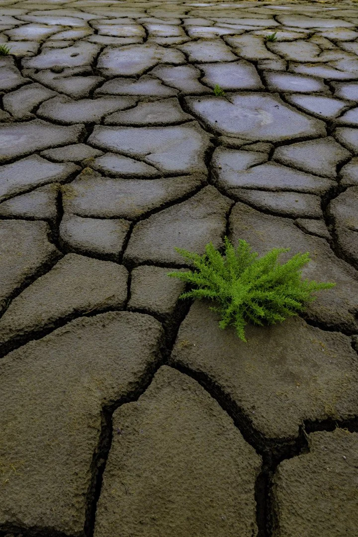 josephbphotography-earth-as-matter-france-camargue-life-finds-its-way-quietly.jpg