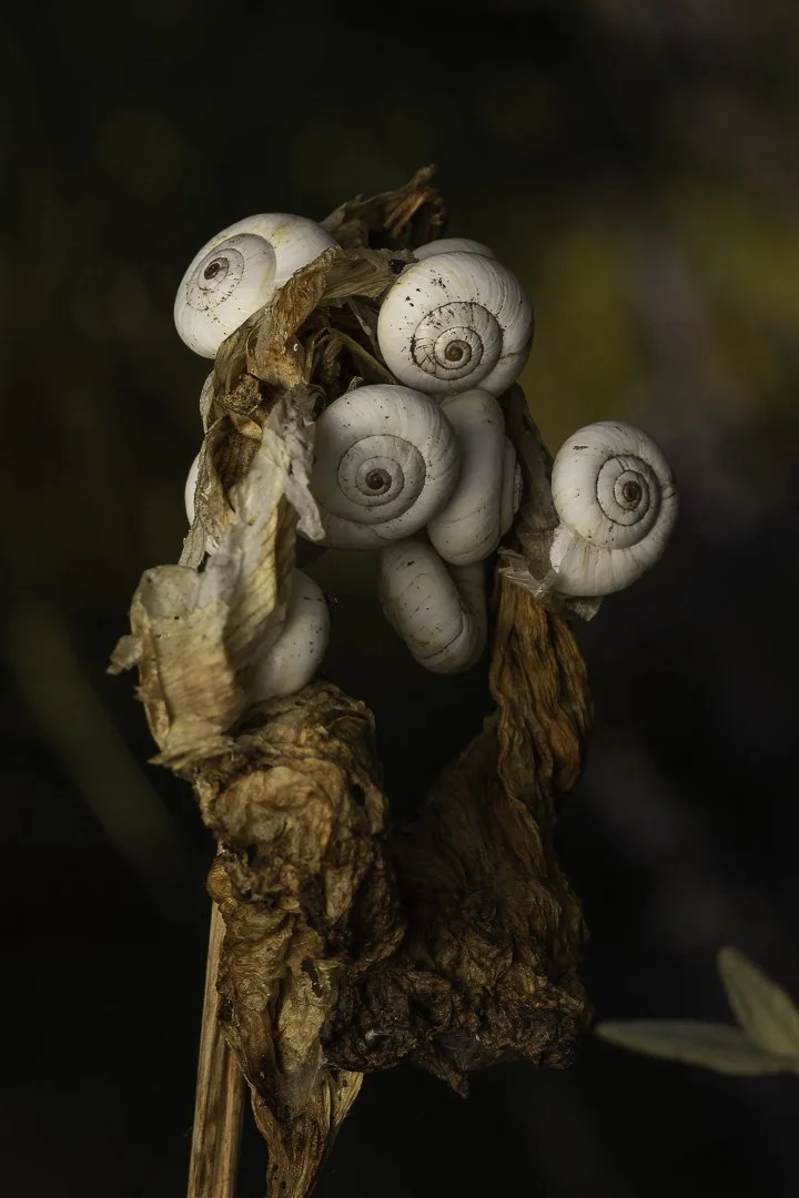 josephbphotography-the-invisible-life-textures-snails-on-dried-stem.jpg