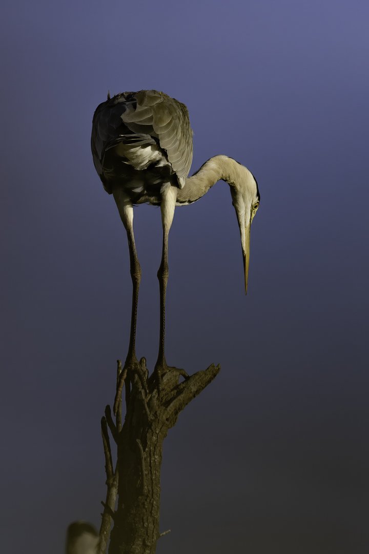 josephbphotography-fragile-lives-france-camargue-pont-de-gau-birds-grey-heron-on-a-tree.jpg