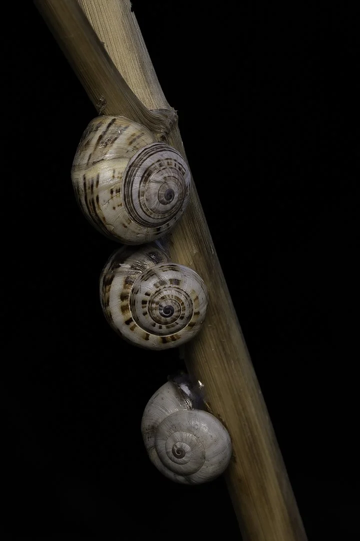 Three