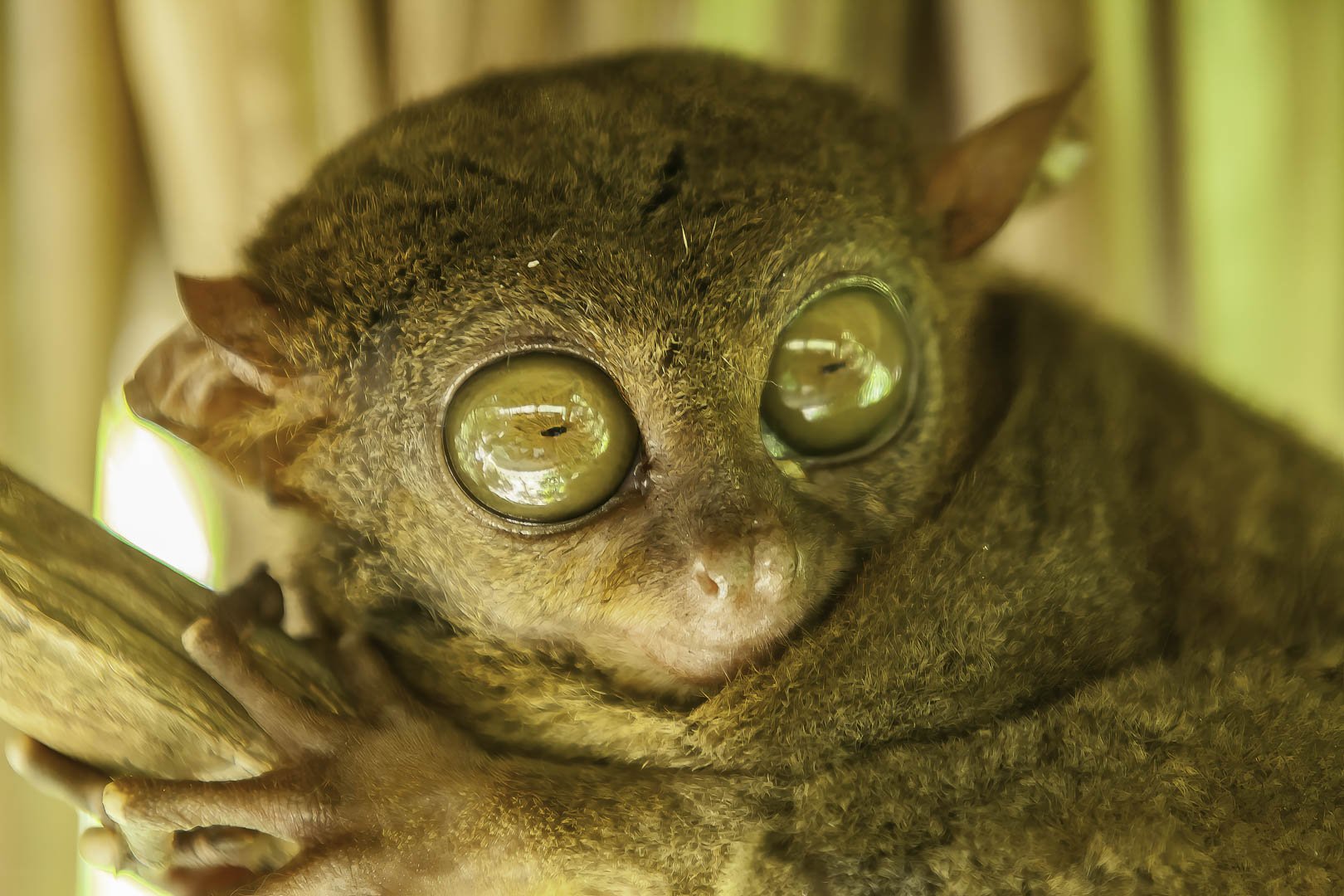 josephbphotography-travels-philippines-bohol-calibeo-Island-tarsier 4.jpg