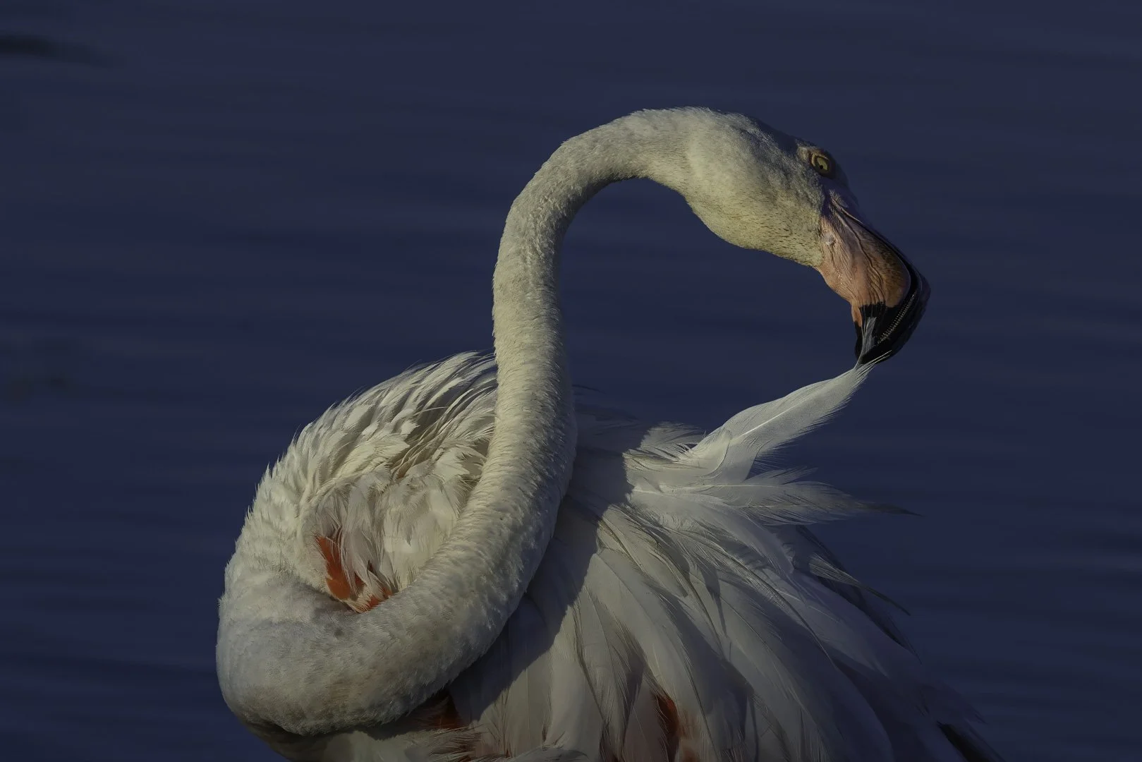 josephbphotography-fragile-lives-france-camargue-pont-de-gau-birds-flamingo-cleaning.jpg
