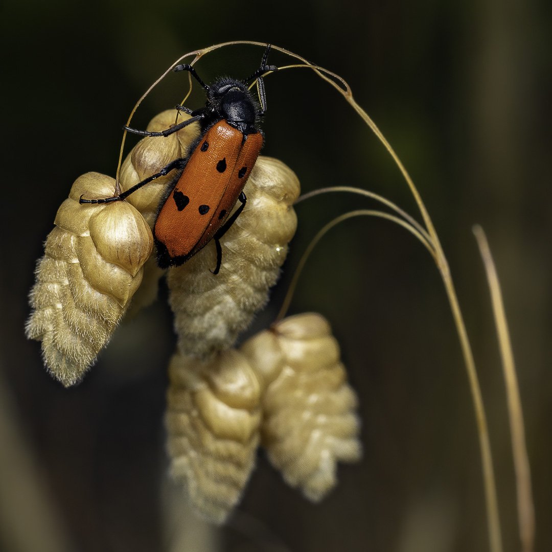 josephbphotography-the-invisible-life-insects-butterflies-mylabris-beetle-climbing 1.jpg
