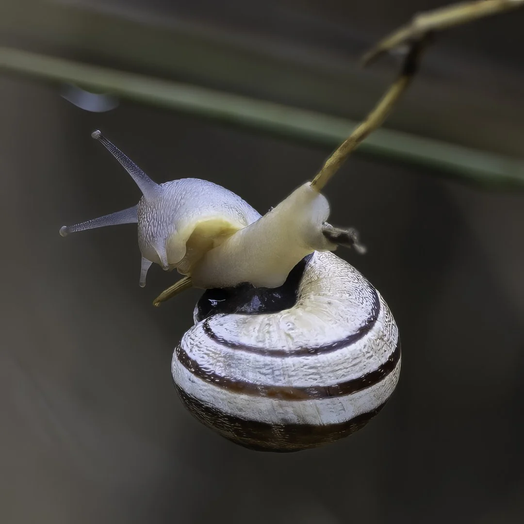josephbphotography-fragile-lives-france-camargue-white-snail.jpg