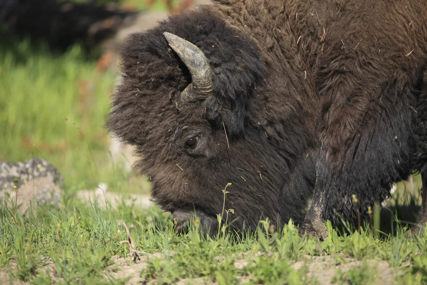 Bison herd walking through misty Yellowstone meadow at sunrise