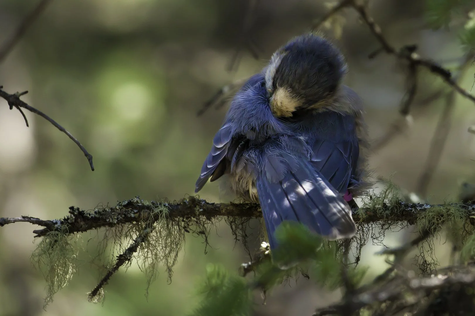 josephbphotography-fragile-lives-USA-alaska-denali-national-park-blue-jay.jpg