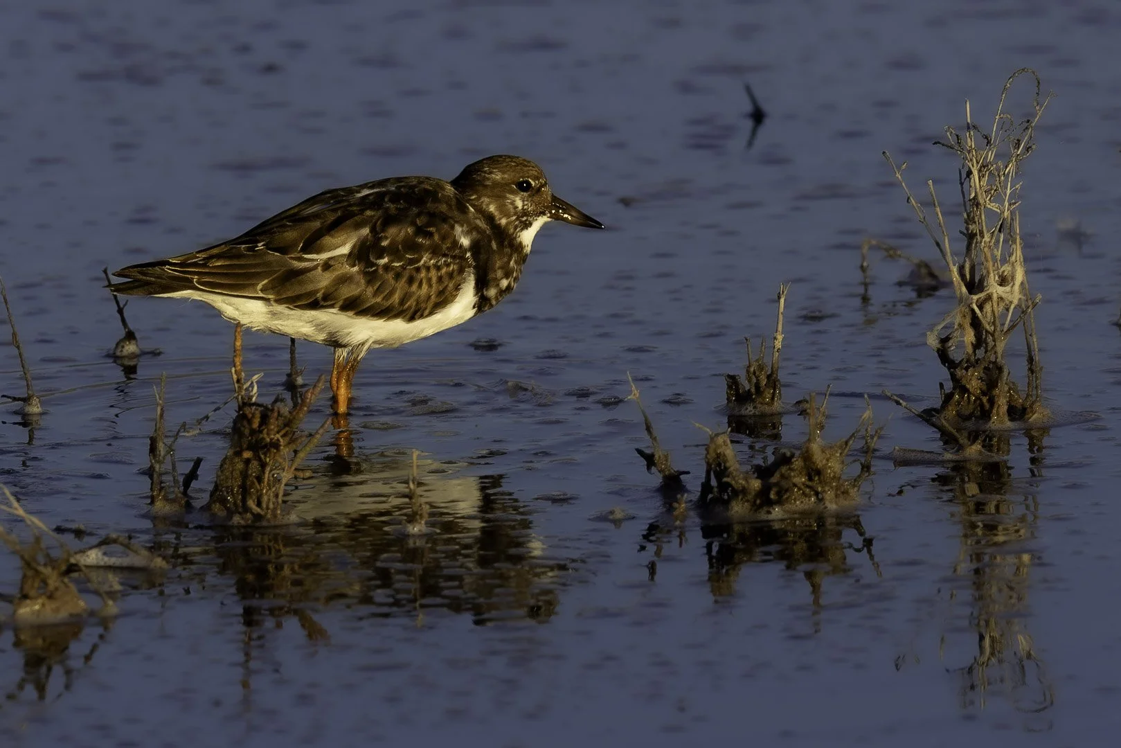 Ruddy Turnstone — Searching the Shore