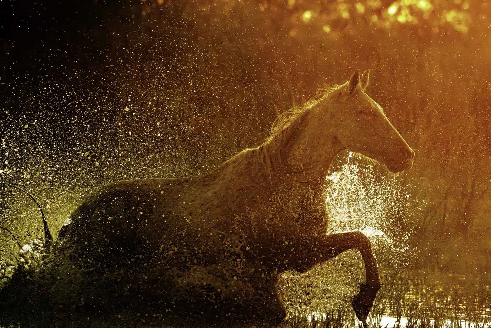 josephbphotography-fragile-lives-france-camargue-horses 2.jpg