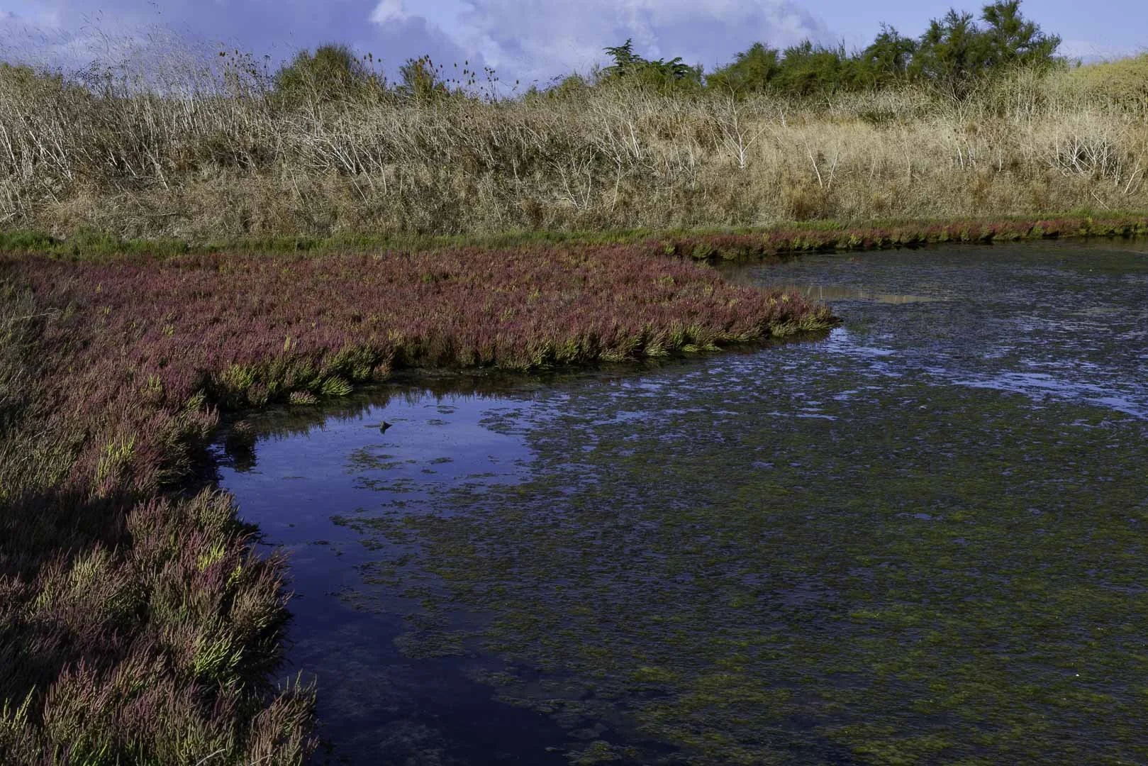 Colours of the Marsh
