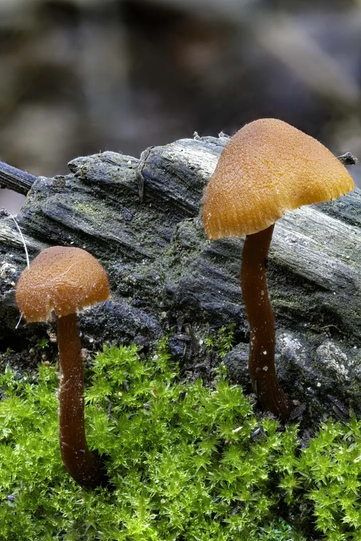 Laccaria Mushrooms – An Orange Duo Rising from Emerald Moss
