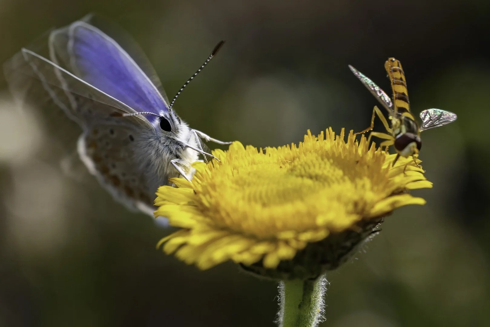 josephbphotography-the-invisible-life-insects-butterflies-common-blue 1.jpg