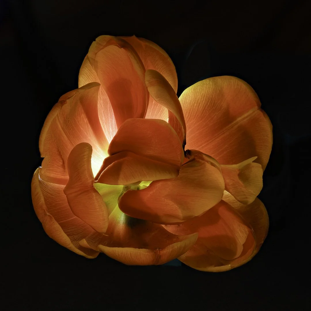 josephbphotography-the-invisible-life-flowers-orange-tulip-core.jpg