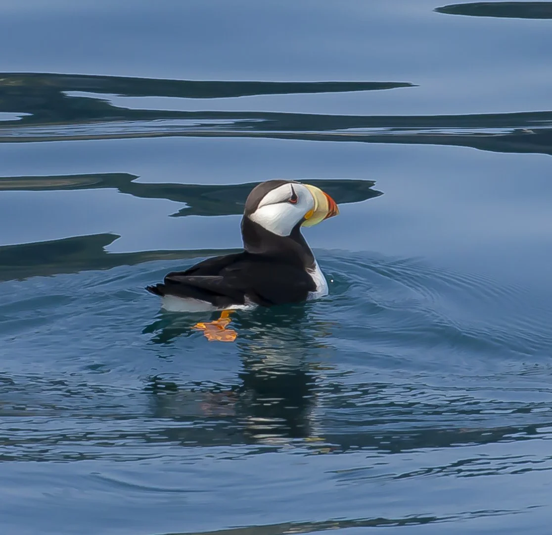 josephbphotography-fragile-lives-USA-alaska-puffins.jpg