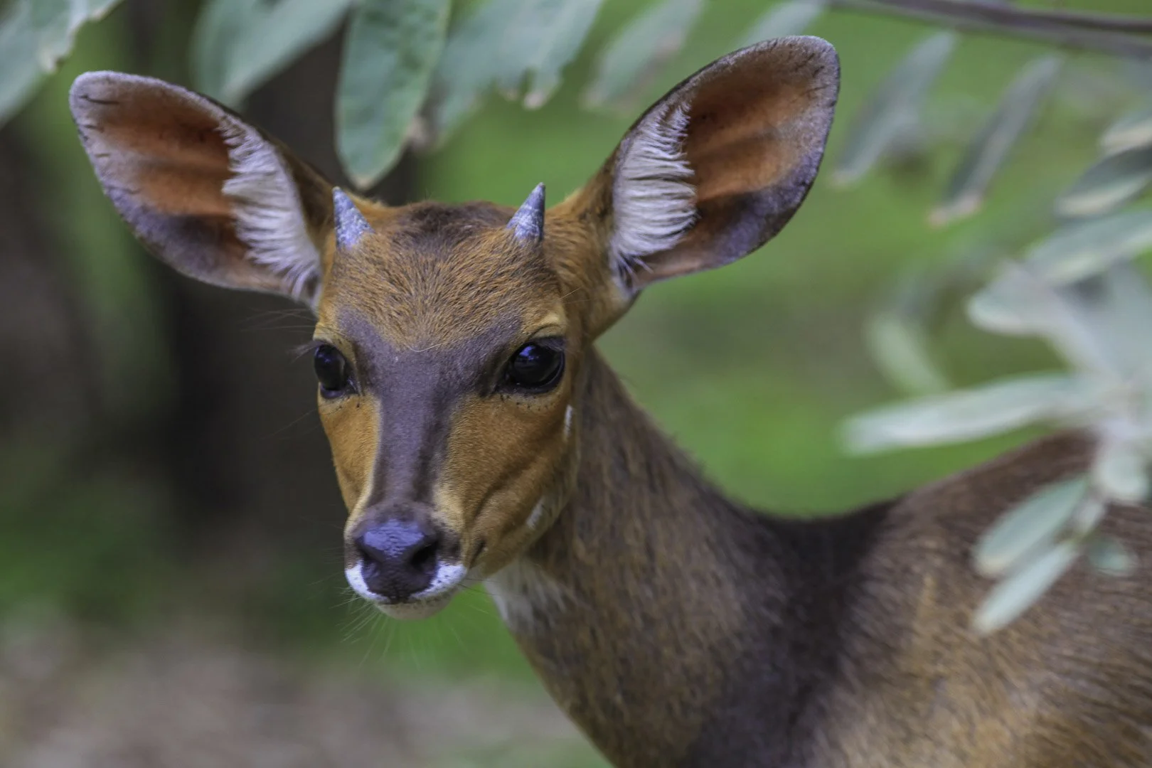 josephbphotography-fragile-lives-south-africa-madikwe-imbabala-antelope.jpg