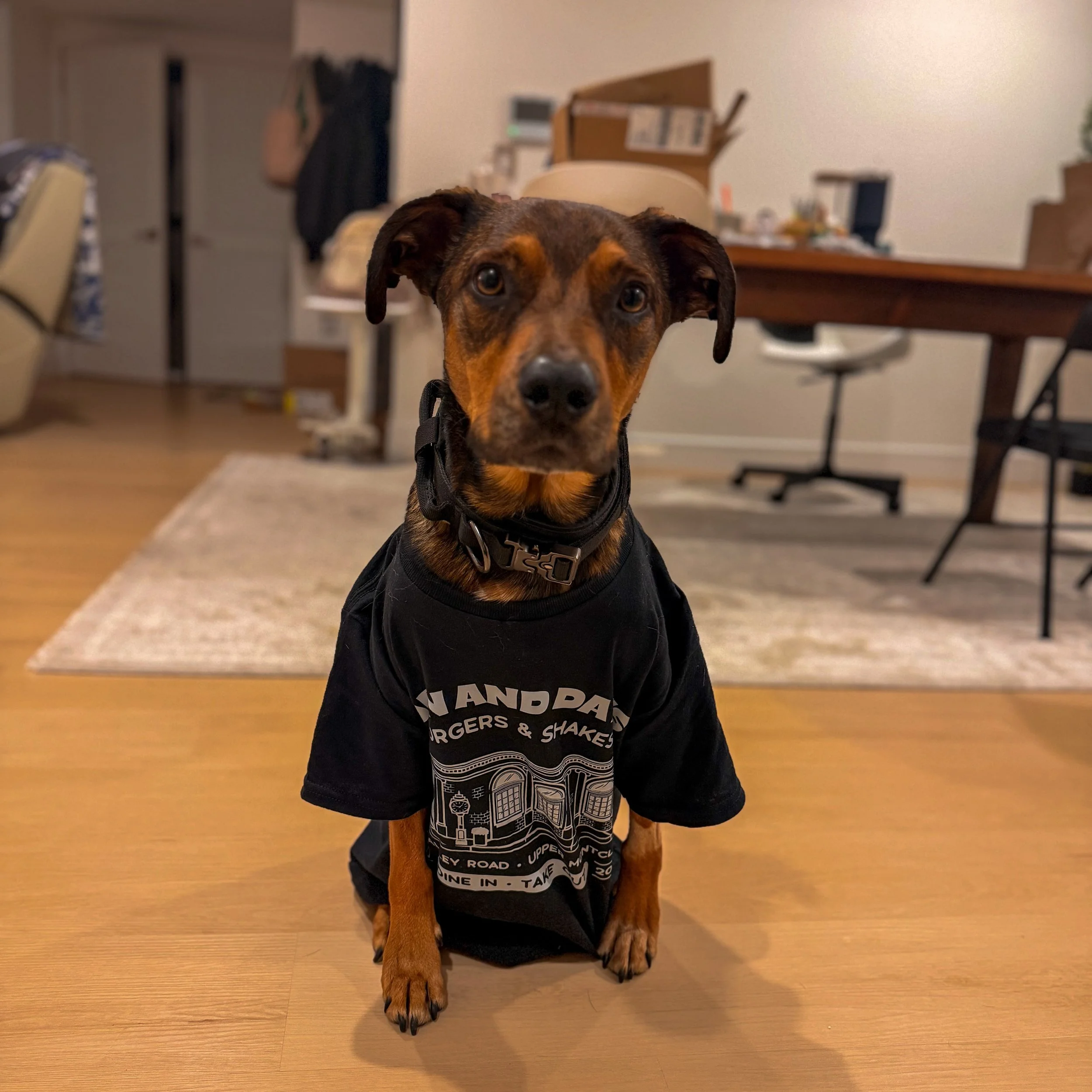 Our boy Billy has had a rough month as we try to get some health issues he&rsquo;s been dealing with under control. One of those issues has forced us to make sure he&rsquo;s wearing a shirt at all times, so tonight we decided to throw a Dan &amp; Day