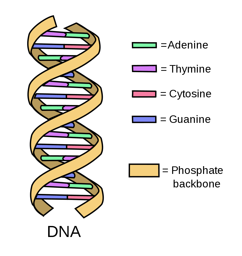 Diagram of a DNA double helix with labeled components including phosphate groups, sugar molecules, and nitrogenous bases in different colors.