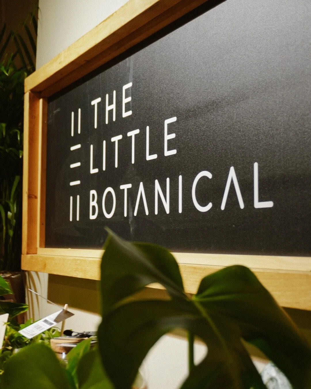 I was delighted to be invited to celebrate @thelittlebotanical launching their new shop at @fernleighchichester on Thursday 🌱 

What a fabulous (and gorgeously busy) event, despite the endless rain of February&hellip; Also, a joy to return to @fernl