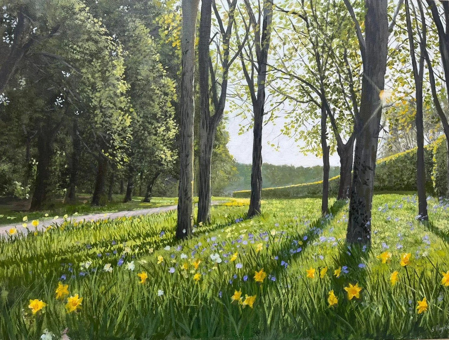 Spring daffodils, St. Annes (2026), 30x540cm Available
