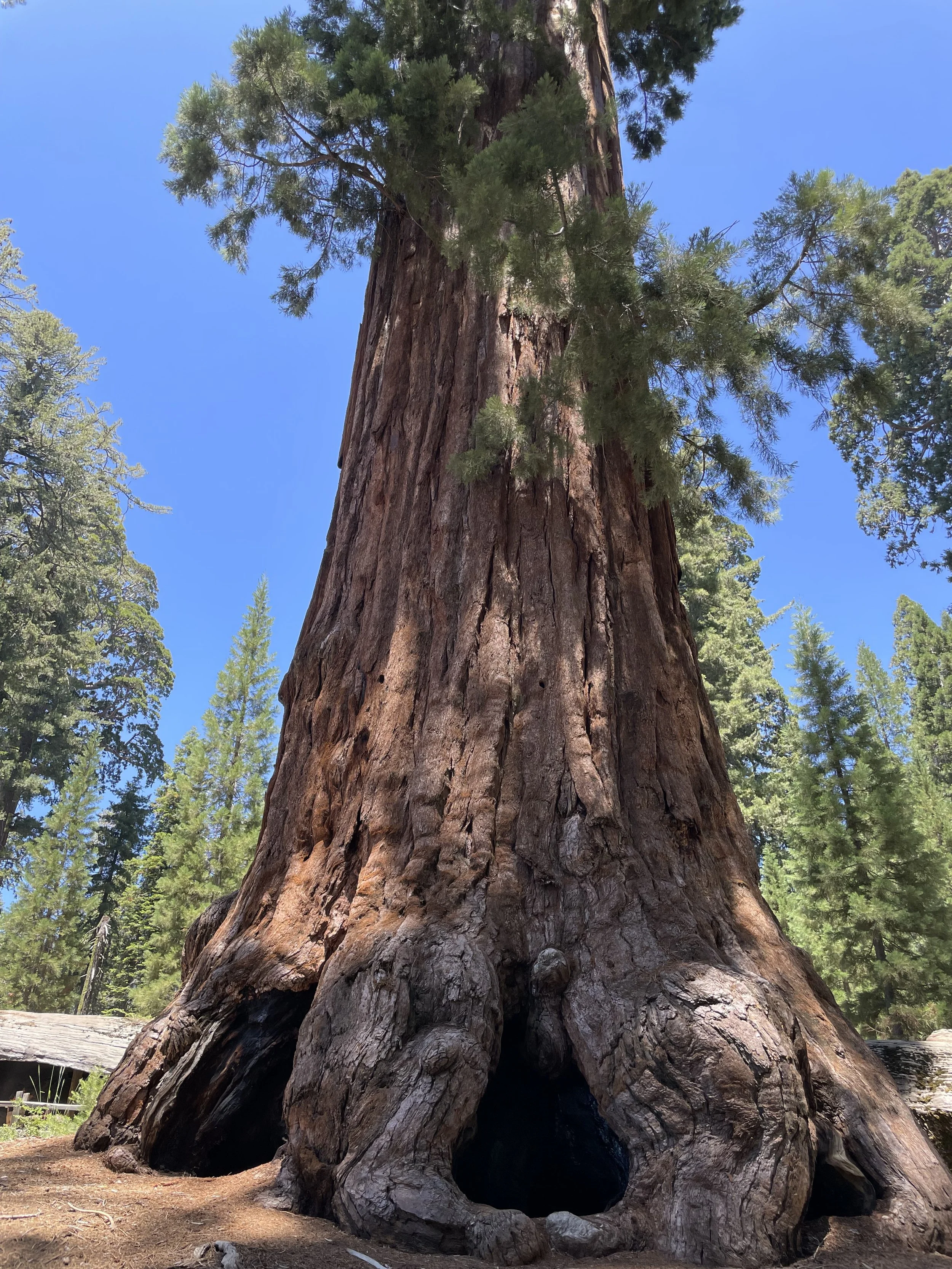 A large, tall redwood tree with thick, reddish-brown bark and large roots at the base, surrounded by other green trees under a clear blue sky.