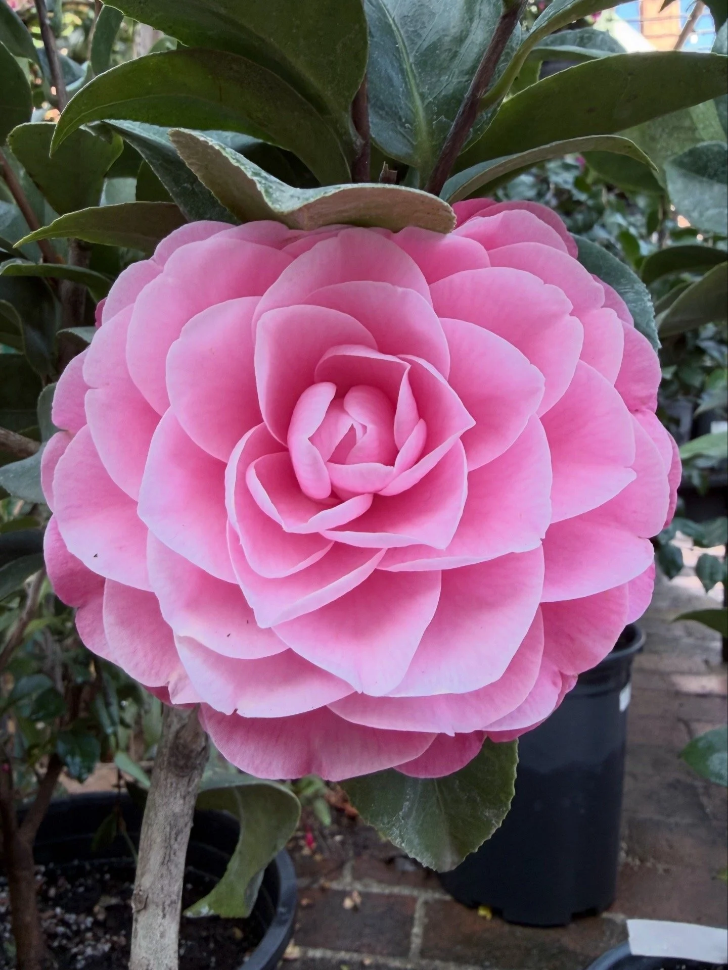 Close-up of a blue hydrangea flower with green leaves in the background.