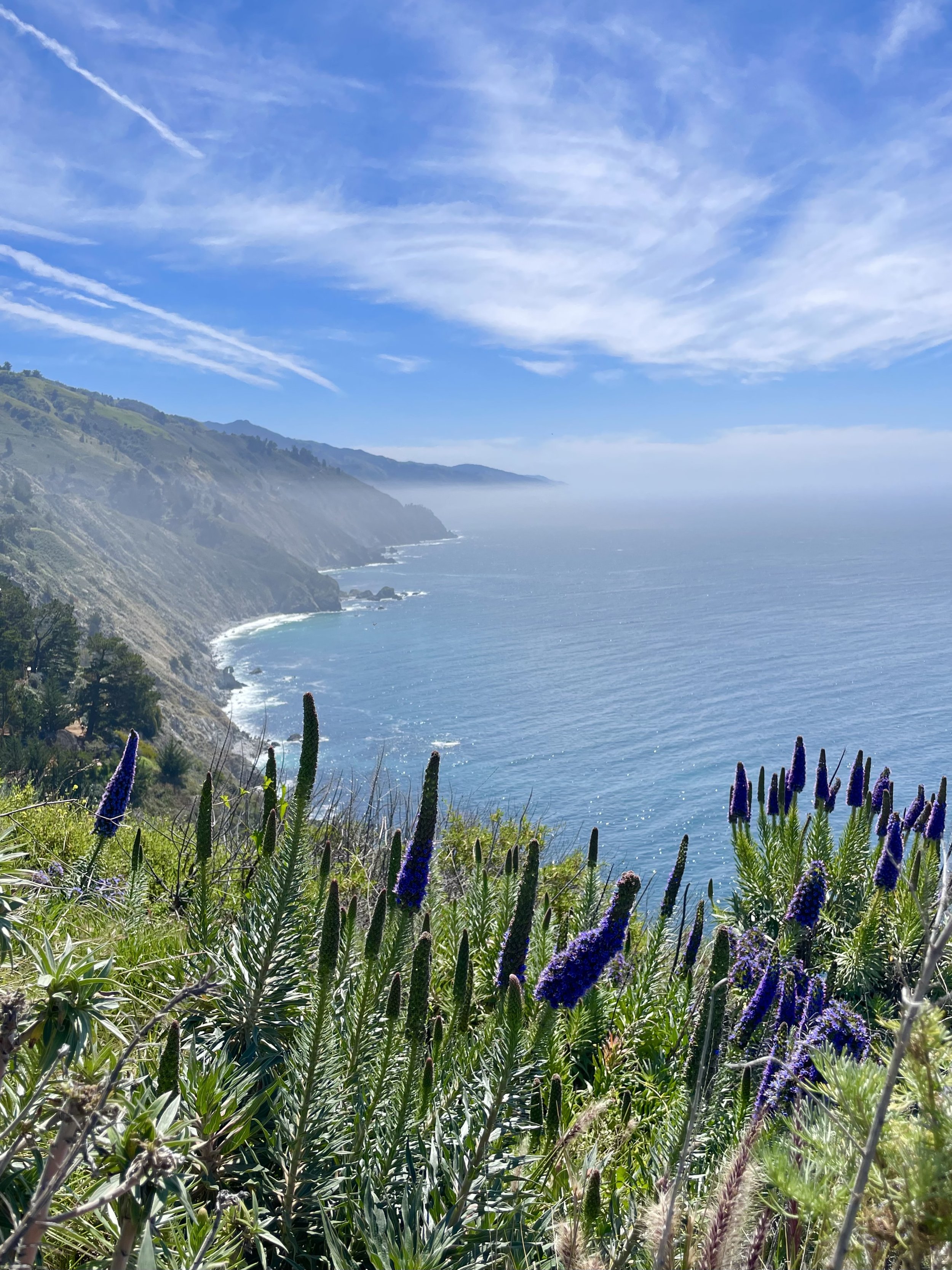 Coastal view of the ocean with cliffs, cloudy sky, and purple wildflowers in the foreground.