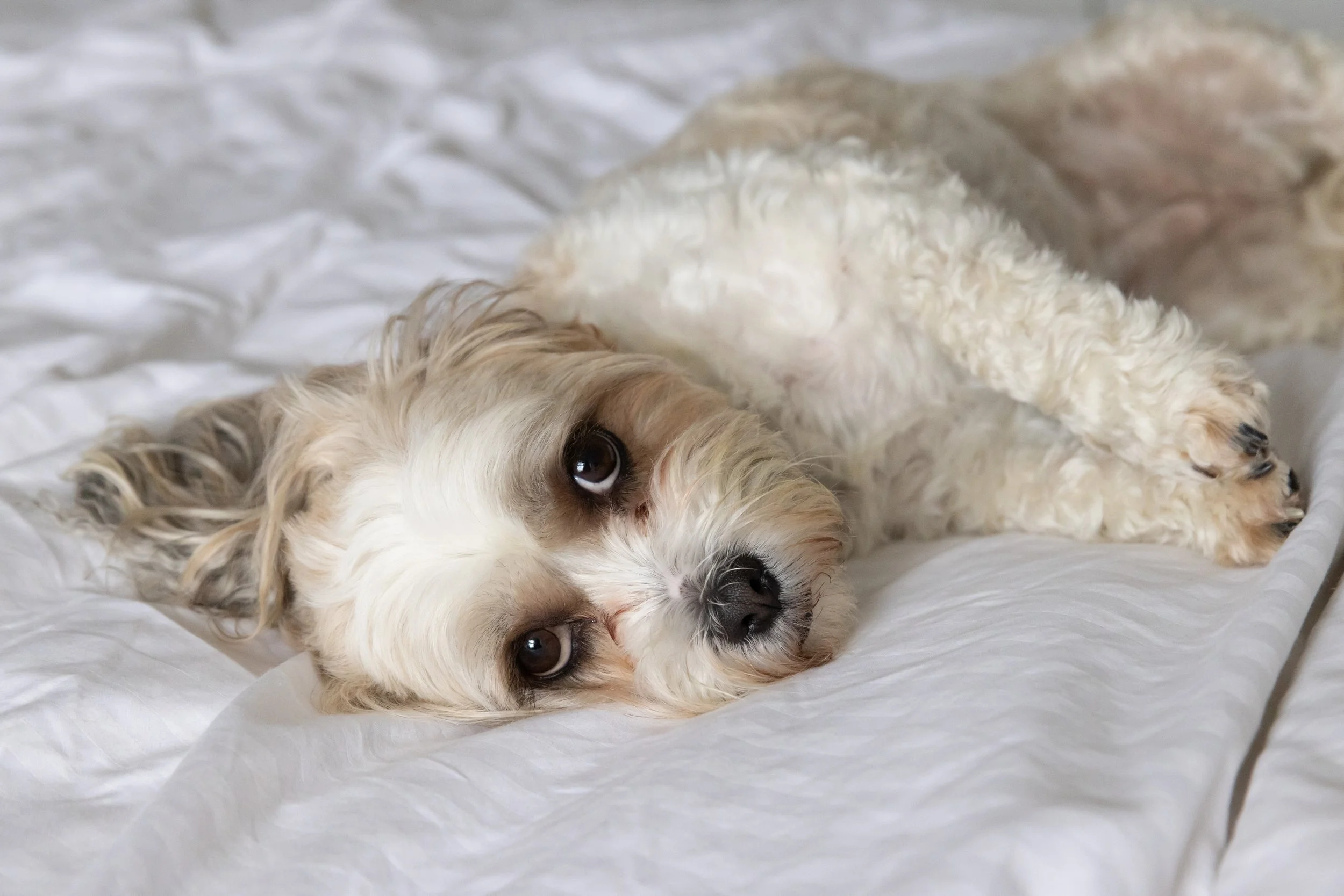 A small, fluffy dog with curly cream and light brown fur lying on a white blanket, looking at the camera.