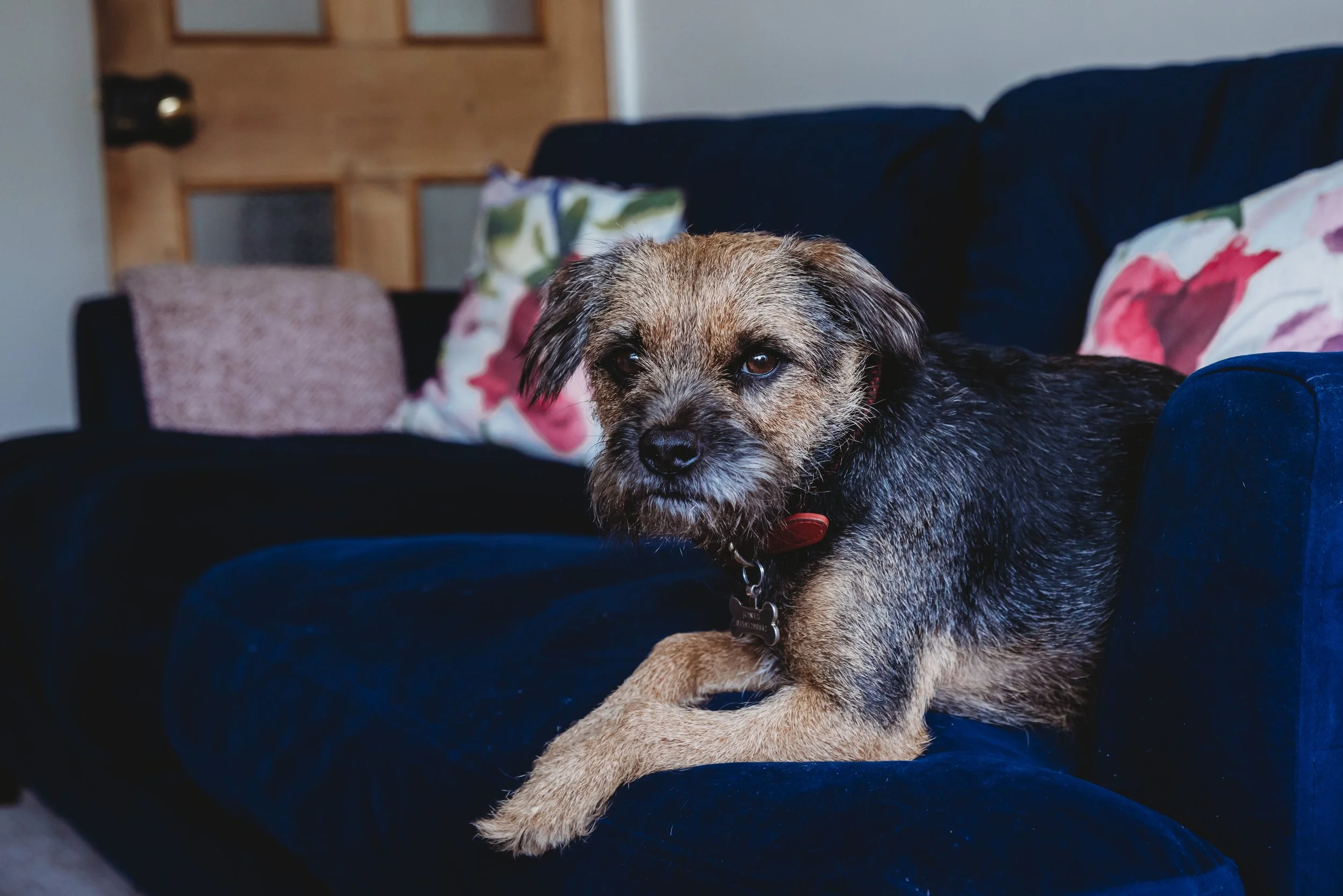 A small dog with a black and tan coat and a red collar resting on a person's lap on a dark blue couch; background includes pillows and a wooden door.