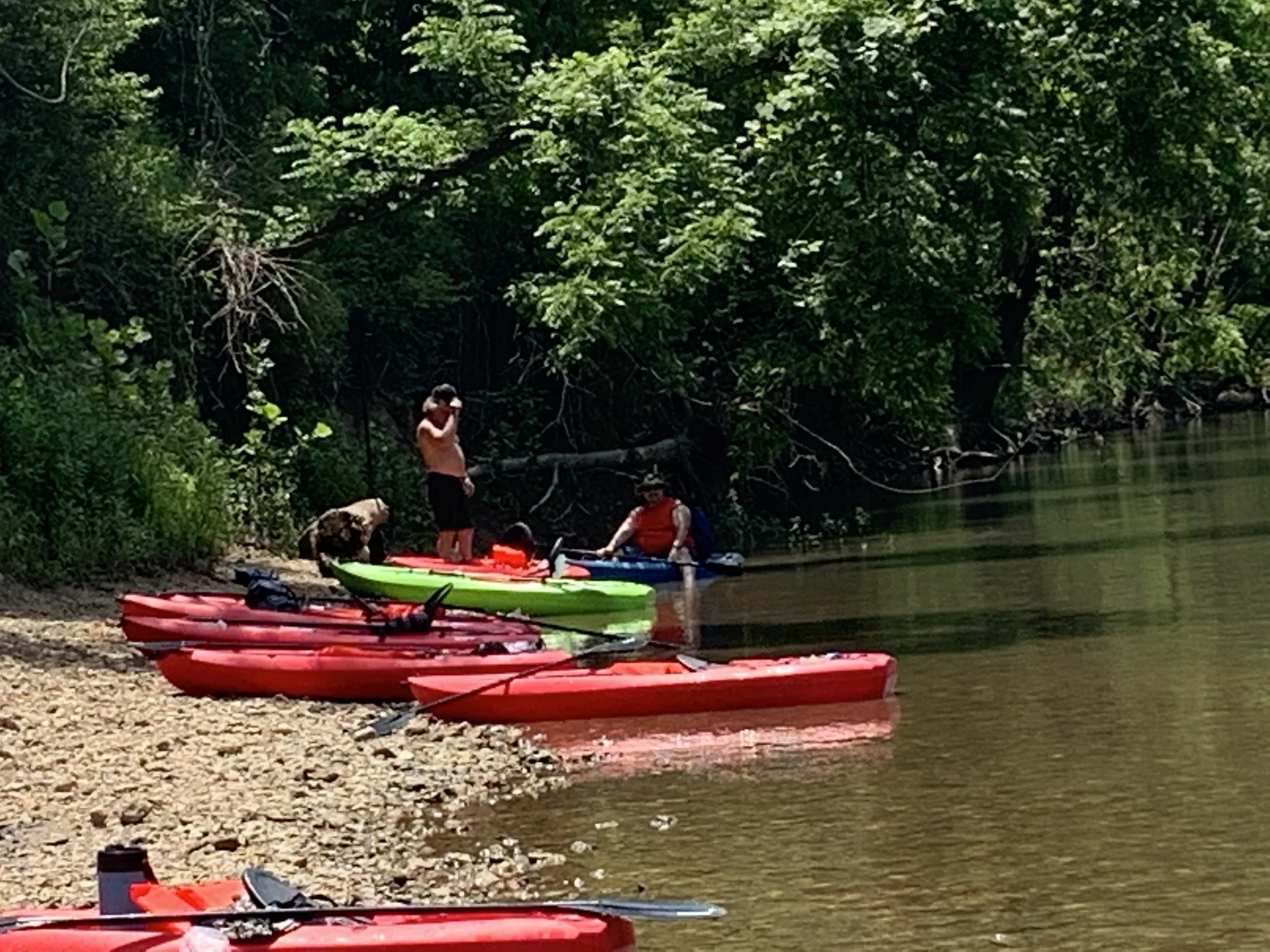 People preparing to kayak on a riverbank with multiple kayaks, lush trees in the background, and a person with a dog near the water.