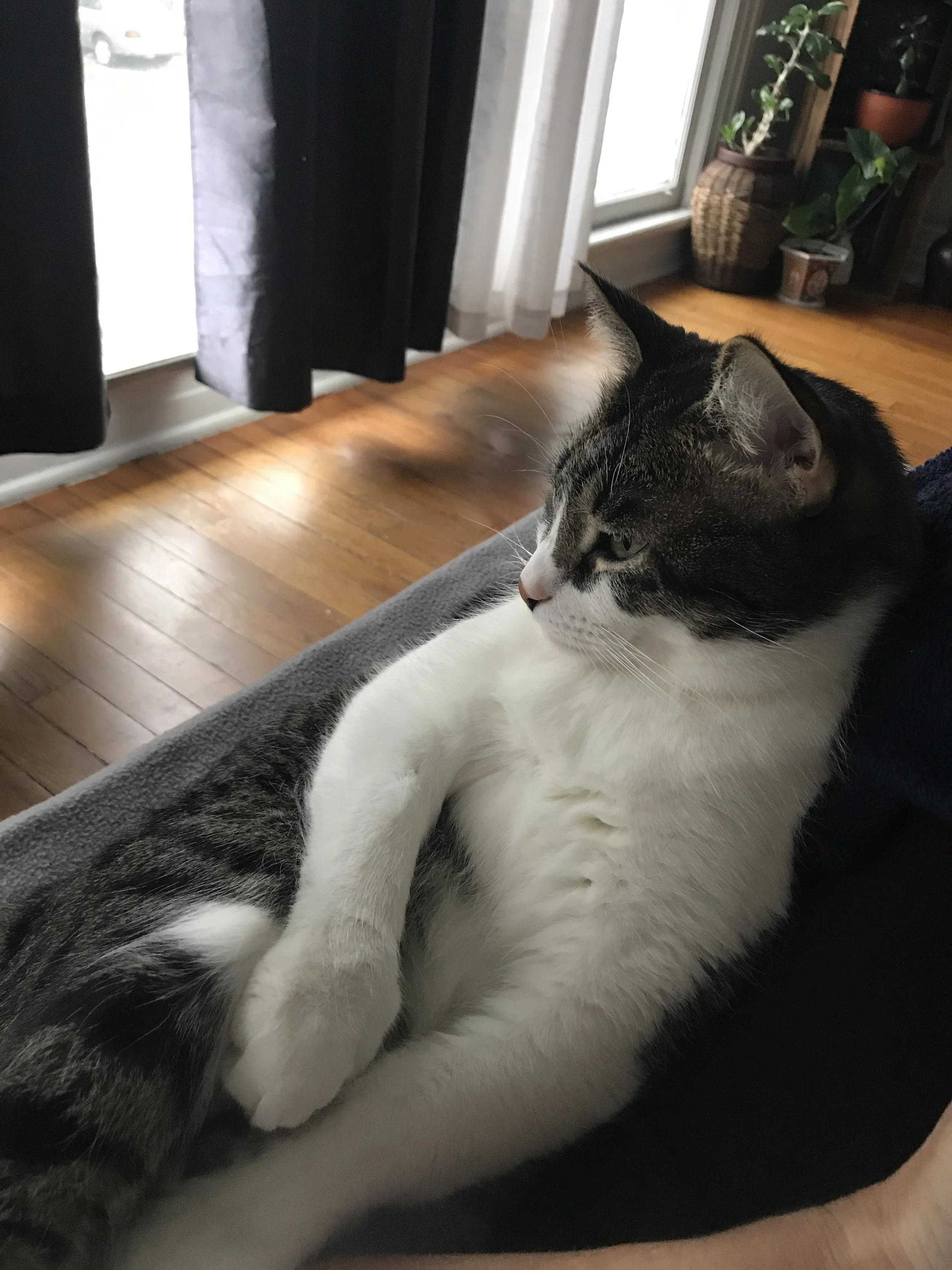 A black and white cat lying on a gray couch, looking out near a window with curtains and potted plants in the background.