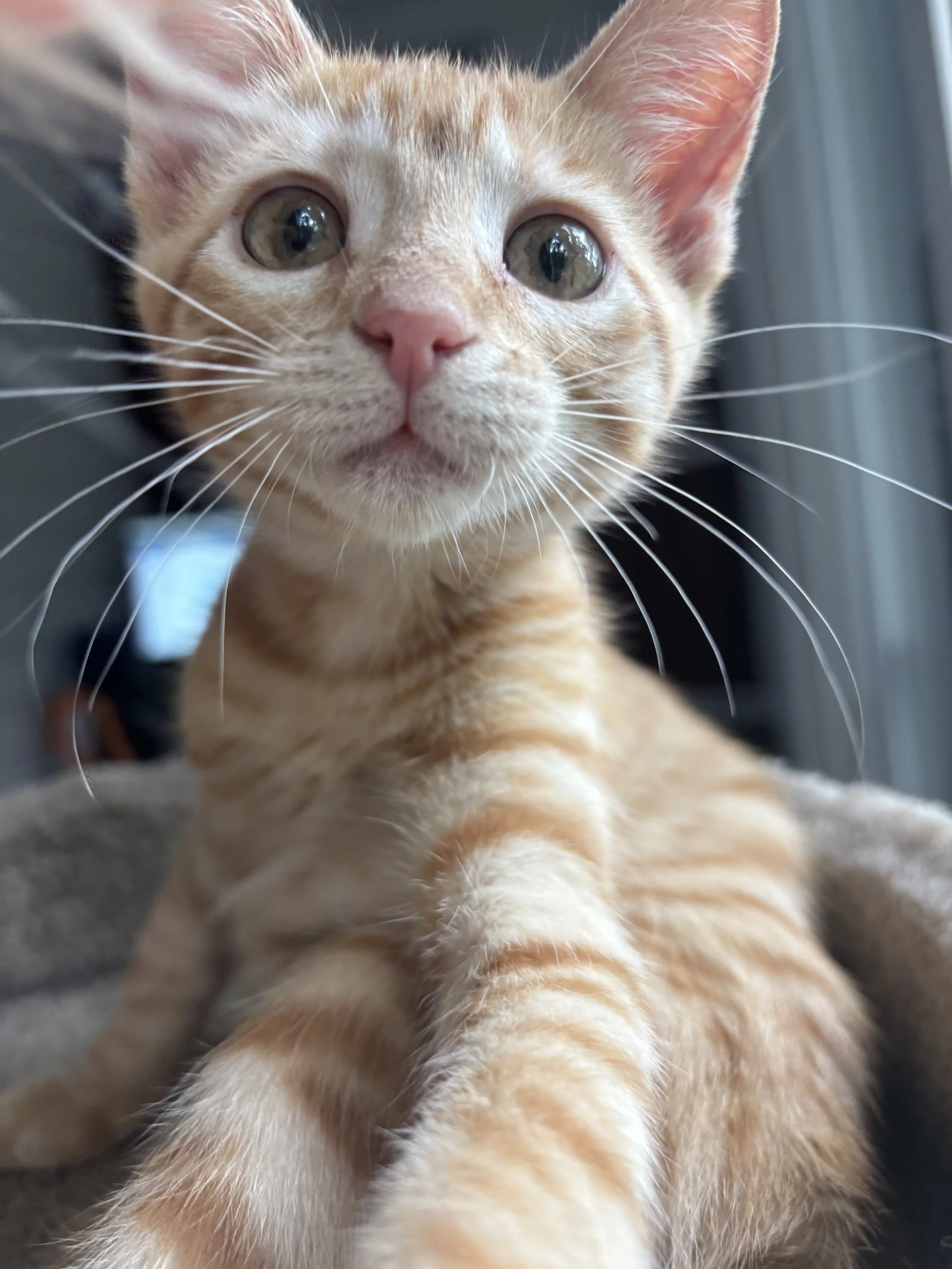 Close-up of an orange tabby kitten with green eyes, pink nose, and long white whiskers, lying on a soft surface, looking directly at the camera.