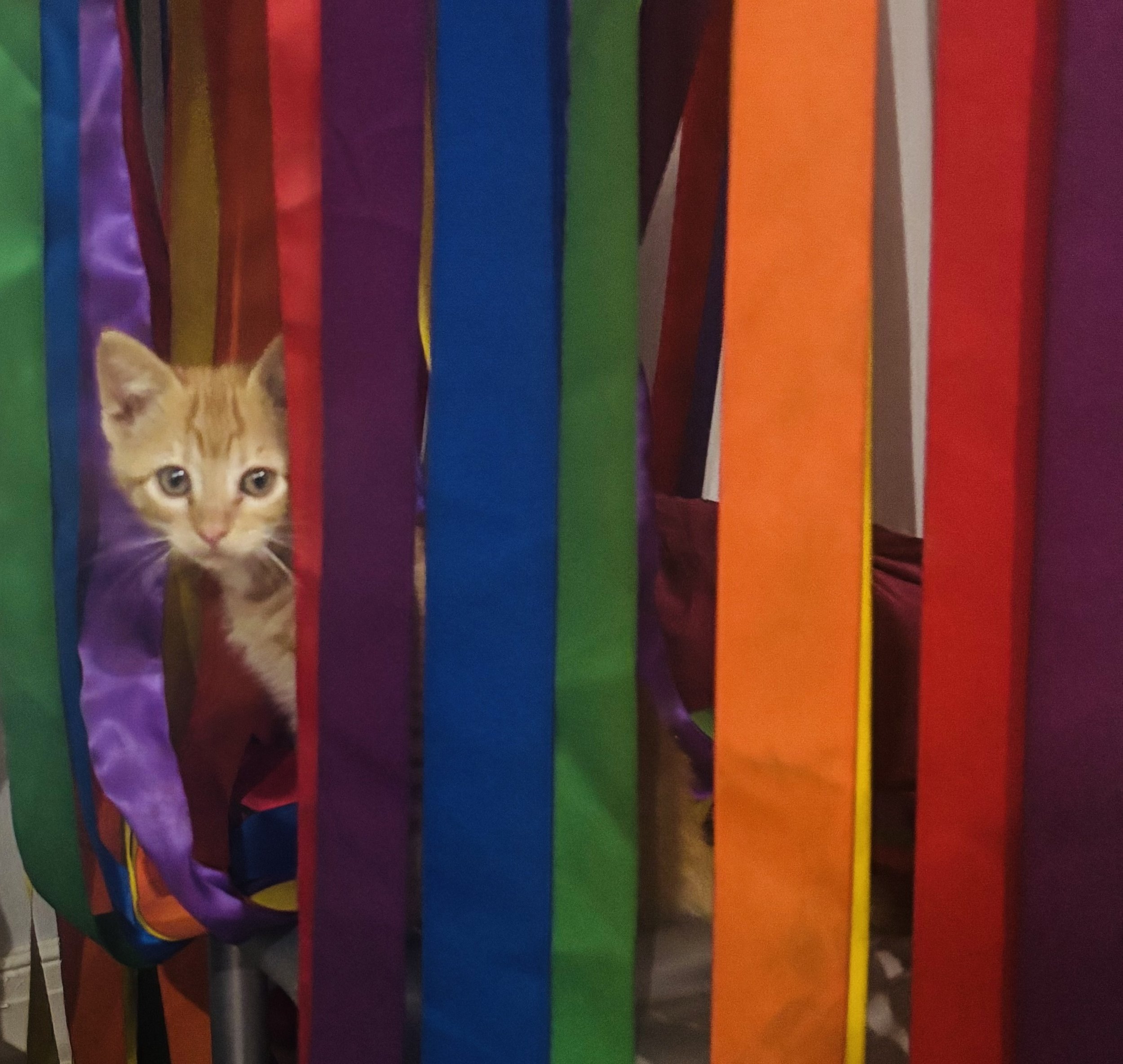 A small orange kitten with big eyes peeks through rainbow-colored fabric strips in a colorful play area.