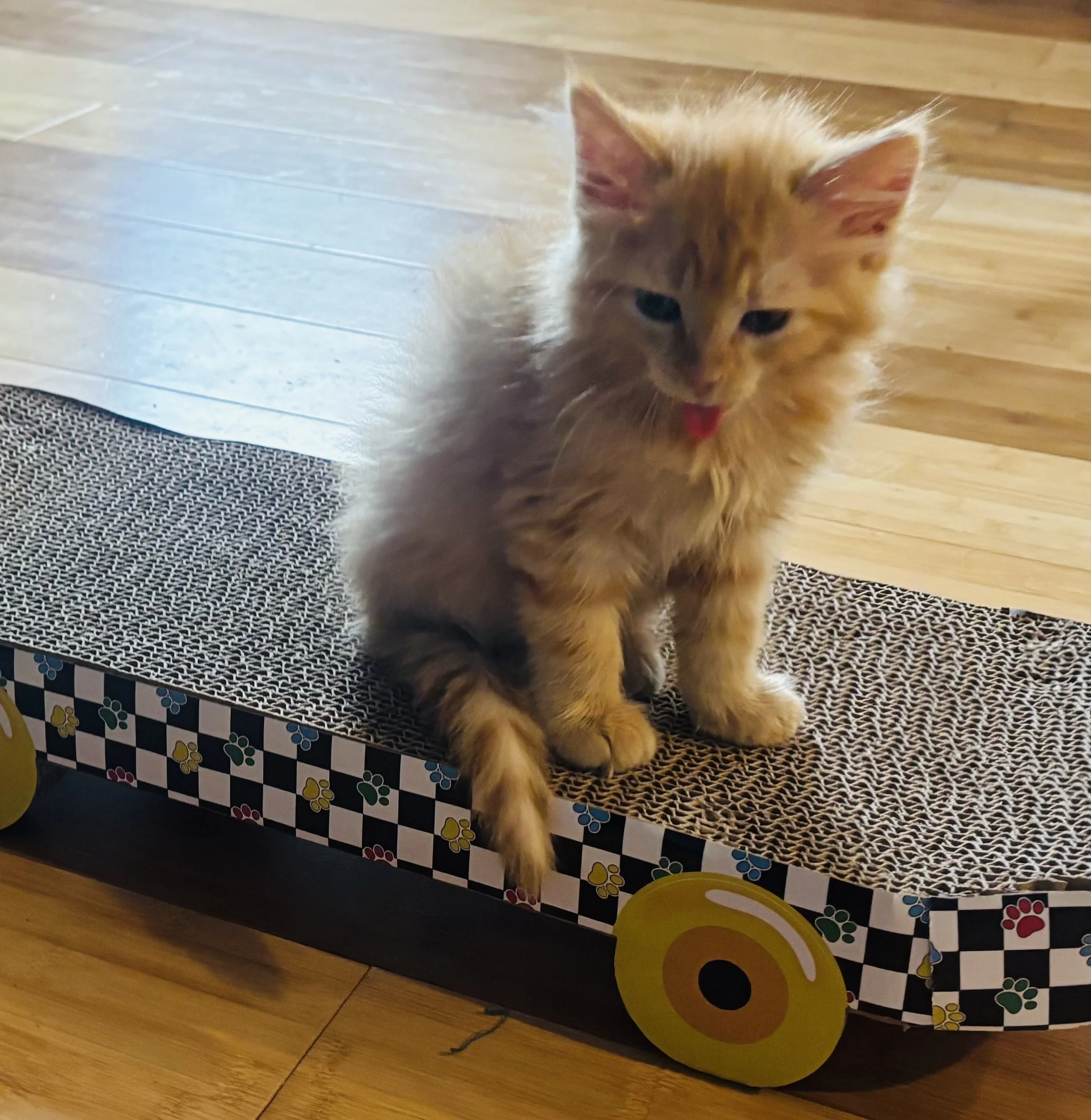 An orange fluffy kitten sitting on a designed cardboard platform with wheels, on a wooden floor inside a house.