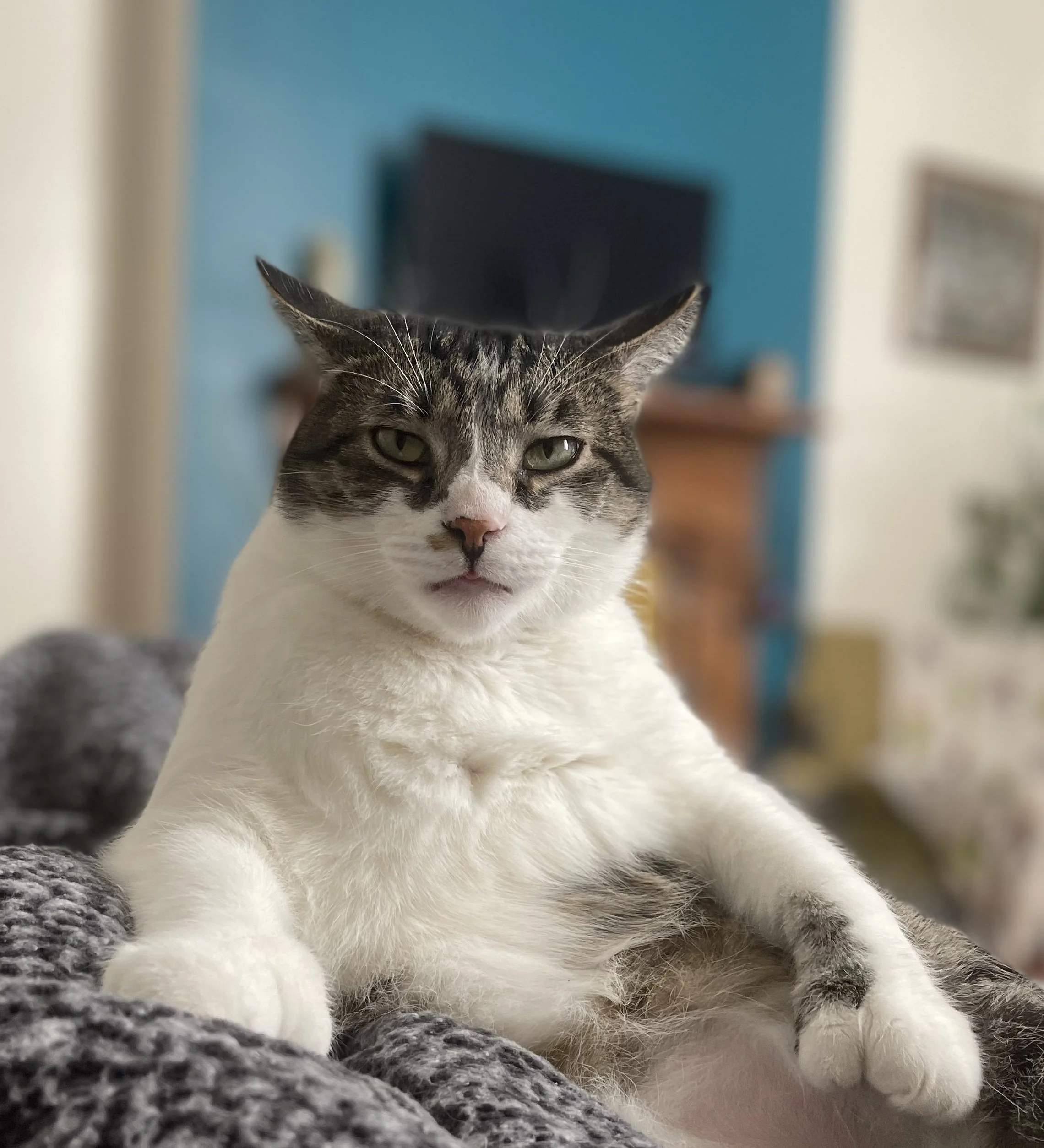 A relaxed tabby and white cat lying on a fuzzy gray blanket with a television and a blue wall in the background.