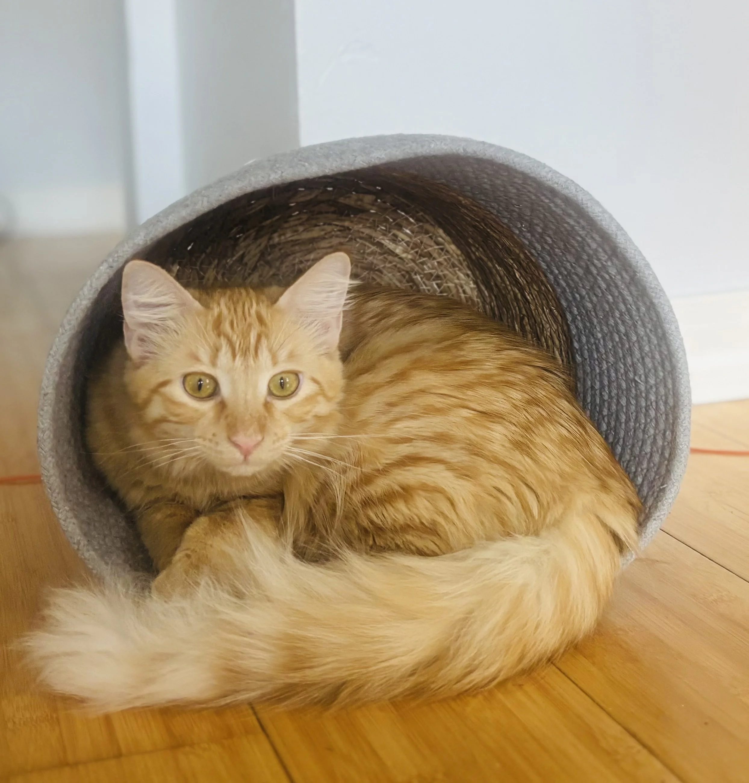 An orange tabby cat lying inside a curved cardboard scratcher on a wooden floor, looking at the camera.