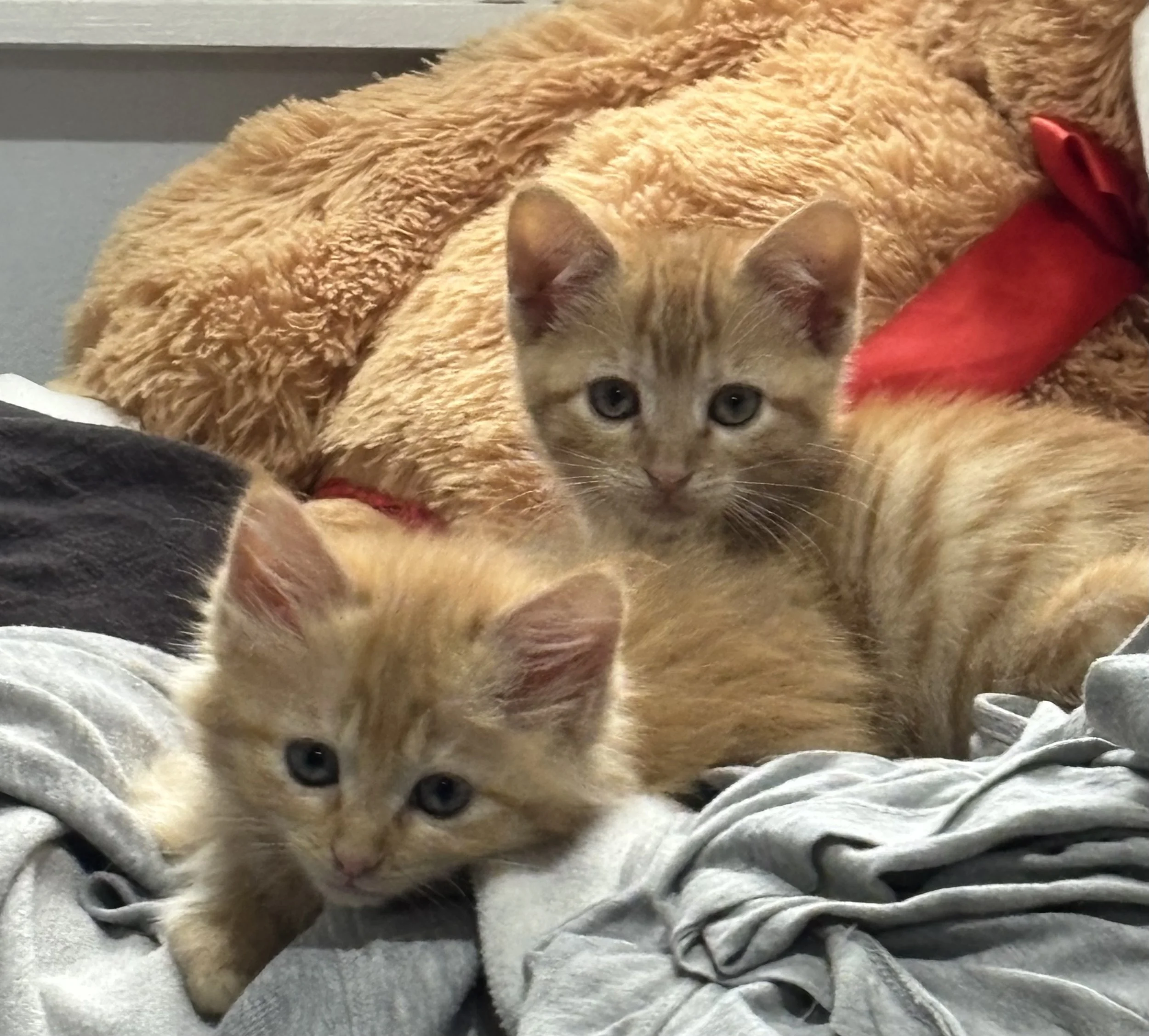 Two orange tabby kittens resting on a pile of clothes with a large beige cuddly blanket in the background.
