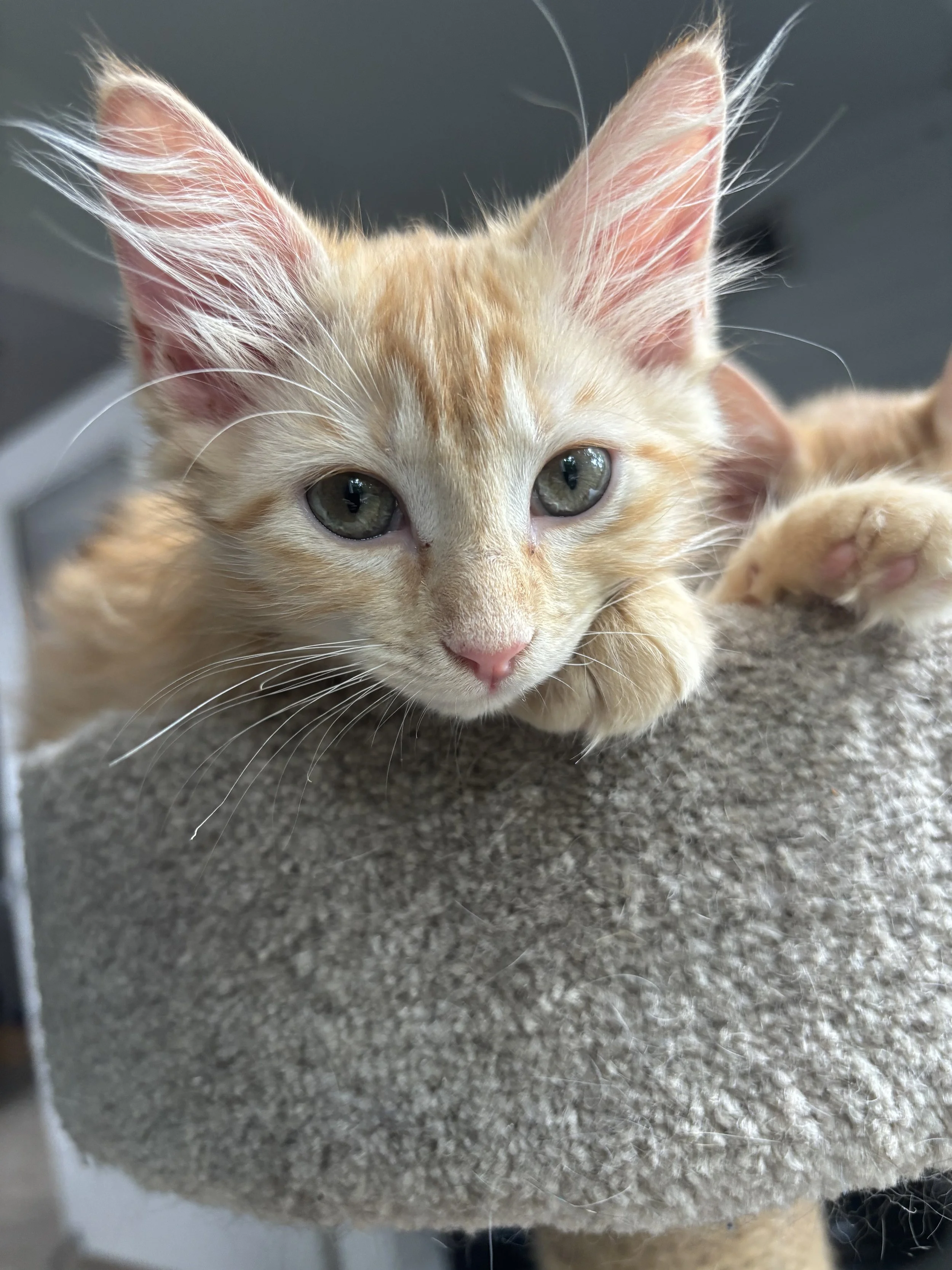 Close-up of an orange tabby kitten lying on a beige carpeted surface, looking at the camera with green eyes.