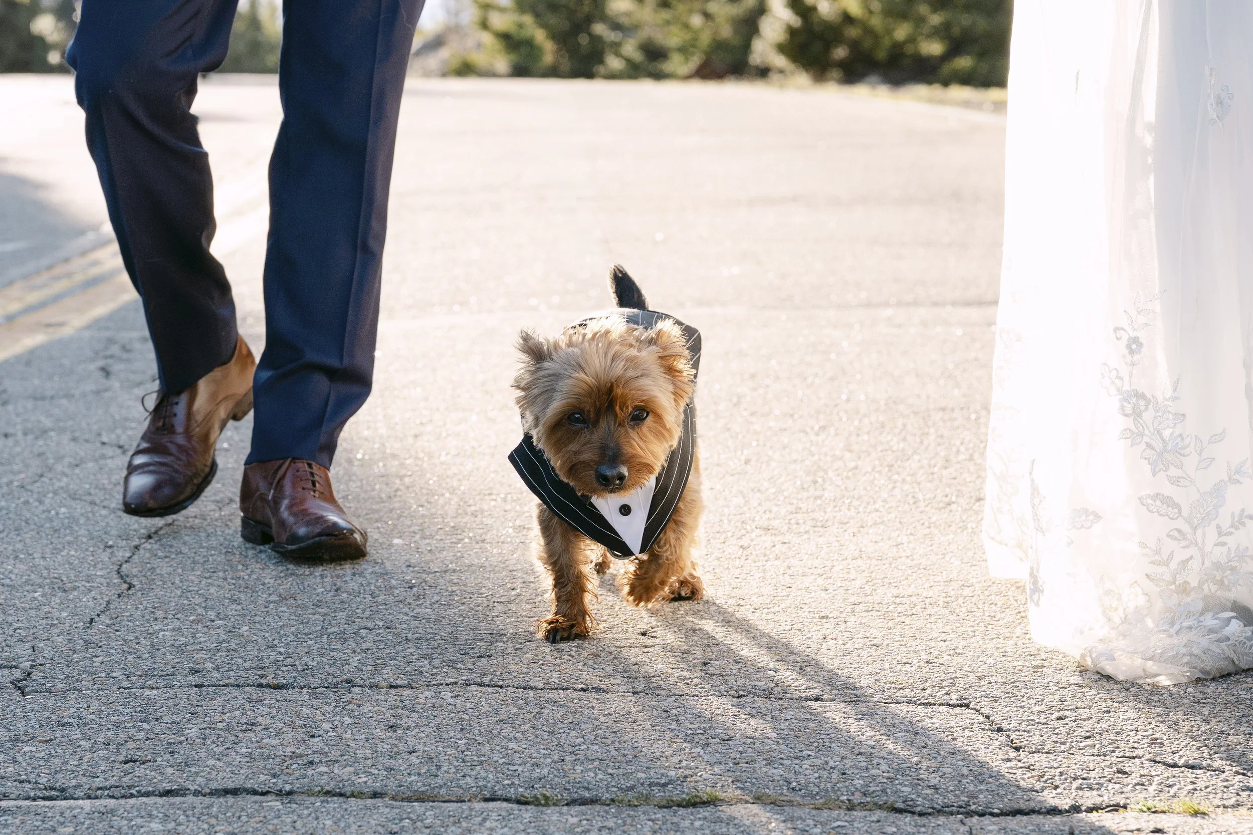 A Yorkie walks down the road of Brainard lake recreation area during golden hour after his parents elopement.