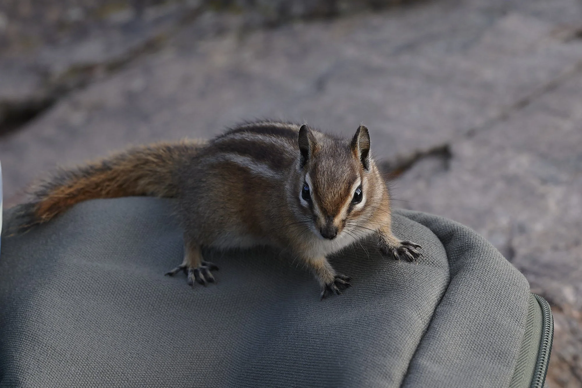 A chipmunk climbs on a backpack looking for snacks on trail in Rocky Mountain.