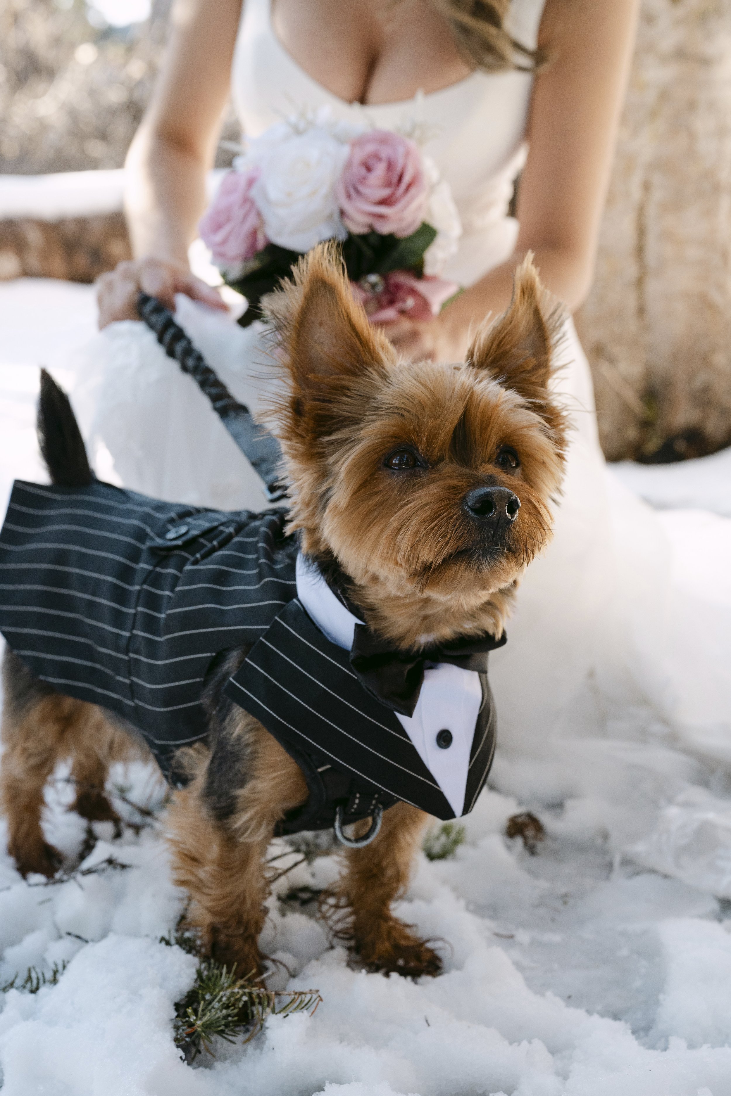 yorkie-in-tux-elopement-05,jpg