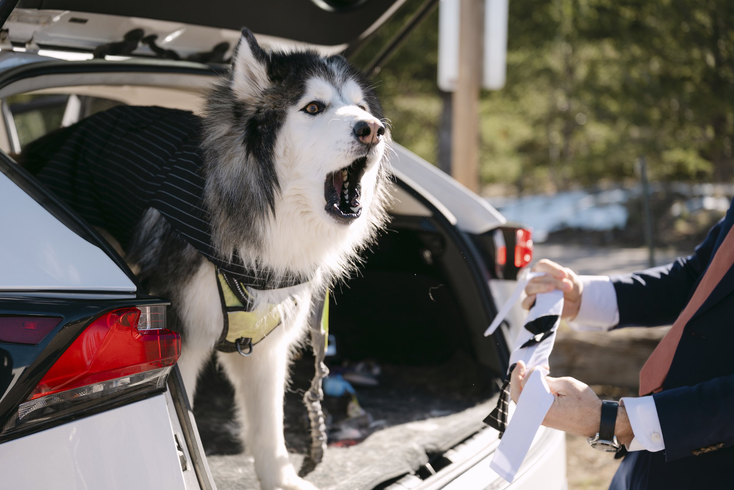 A husky being dressed in a tux and howling hid disapproval.